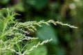 Mugwort or artemisia annua branch flfowers on nature background