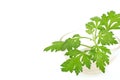 Mugwort or artemisia annua branch green leaves isolated on white background