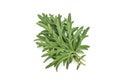 Mugwort or artemisia annua green leaves isolated on white background.top view,flat lay