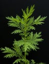 Mugwort Artemisia annua Royalty Free Stock Photo