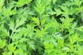 Mugwort Royalty Free Stock Photo