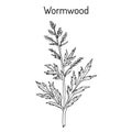 Mugwort, or common wormwood Artemisia vulgaris , medicinal plant Royalty Free Stock Photo