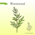 Mugwort, or common wormwood Artemisia vulgaris , medicinal plant