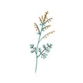 Mugwort plant. Sagebrush floral herb with flowers and leaves. Botanical drawing of wild field wormwood. Botany flat