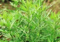 Mugwort plants Royalty Free Stock Photo
