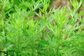 Mugwort plants Royalty Free Stock Photo
