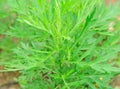 Mugwort plants Royalty Free Stock Photo
