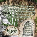 Mugwort vintage herbalist notebook pages with herbs benefits in