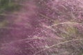 Muhlenbergia capillaris Royalty Free Stock Photo