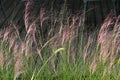 Muhlenbergia capillaris. Poaceae perennial plants native to North America. Royalty Free Stock Photo