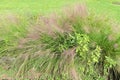 Muhlenbergia capillaris. Poaceae perennial plants native to North America. Royalty Free Stock Photo
