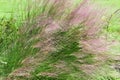 Muhlenbergia capillaris. Poaceae perennial plants native to North America. Royalty Free Stock Photo