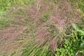 Muhlenbergia capillaris. Poaceae perennial plants native to North America. Royalty Free Stock Photo