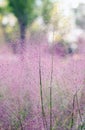 Close up shot of beautiful Muhlenbergia capillaris. Royalty Free Stock Photo