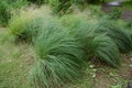 Muhlenbergia Royalty Free Stock Photo