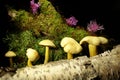 Decoration with wood, moss, flowers and mushrooms on the dark, black background.