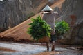 Vietnamese woman carries her herbs