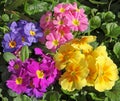 Muilticolor primrose in a flowerbed Royalty Free Stock Photo