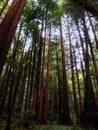 Muir Woods 3 Royalty Free Stock Photo