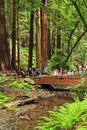 Muir Woods Bridge Over Redwood Creek