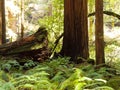 Muir Woods Ferns, Red Wood Trees