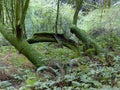 Muir Woods Forest Tree covered in Moss Royalty Free Stock Photo