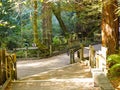 Muir Woods Forest Walking Path Royalty Free Stock Photo