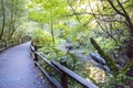 Muir Woods Forest Walking Path Royalty Free Stock Photo