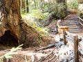 Muir Woods Forest Walking Path Royalty Free Stock Photo