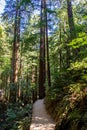 Muir Woods National Monument Royalty Free Stock Photo