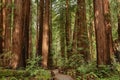 Muir Woods National Monument Royalty Free Stock Photo