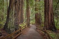 Muir Woods National Monument, Mill Valley, California