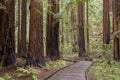 Muir Woods National Monument, Mill Valley, California