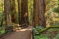 Muir woods National Monument near San Francisco in California, U