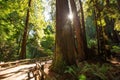 Muir woods National Monument near San Francisco in California, U