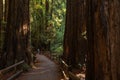 Muir woods National Monument near San Francisco in California, U