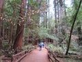 Muir Woods National Monument - 9/18/2017 -Tourist walk through giant Redwood trees at the Muir Woods National Monument just outsid Royalty Free Stock Photo