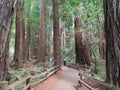 Muir Woods National Monument - 9/18/2017 -Tourist walk through giant Redwood trees at the Muir Woods National Monument just outsid Royalty Free Stock Photo