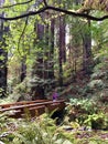 Muir Woods National Monument - 9/18/2017 -Tourist walk through giant Redwood trees at the Muir Woods National Monument just outsid Royalty Free Stock Photo