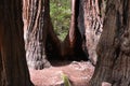 Muir Woods National Mounument, California