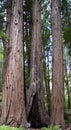 Muir Woods National Mounument, California Royalty Free Stock Photo