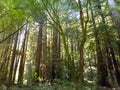 Muir Woods National park Foliage from the hiking trail Royalty Free Stock Photo