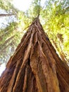 Muir Woods Redwood Tree looking up