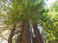 Muir Woods Redwood Trees looking up Royalty Free Stock Photo