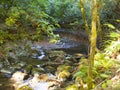 Muir Woods Stream with rocks ferns