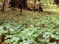 Muir wooods redwood national forest muir woods california tall trees red woods