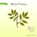 Muira Puama Ptychopetalum olacoides , medicinal plant Royalty Free Stock Photo