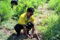 Reforestation activities