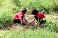 Reforestation activities