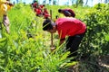 Reforestation activities